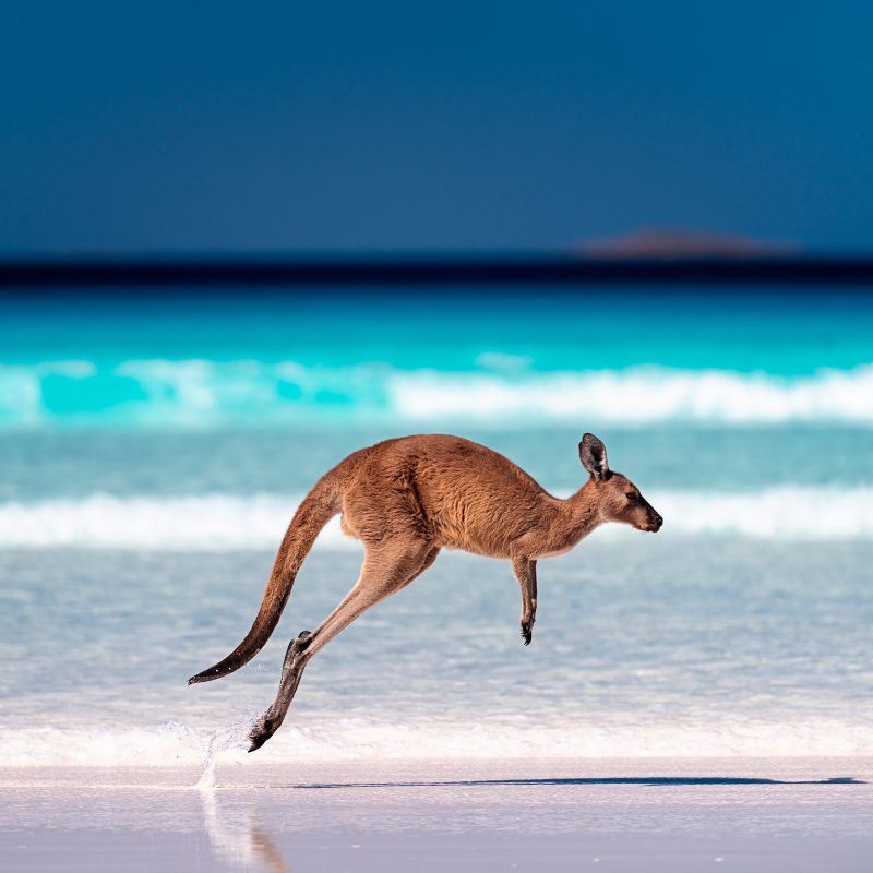 Kangaroo hopping